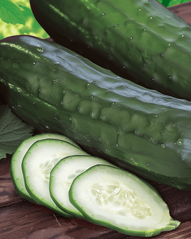 Salatgurkensamen Johanna Cucumis Sativus einjährige Sorte Salatgurke