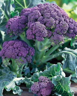 Purple Sprouting Broccoli Seeds Brassica Oleracea Annual Summer Purple