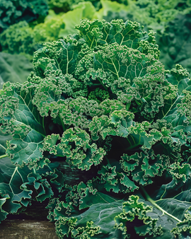 Curly Kale Seeds Brassica Oleracea Winterbor F1 Annual Vegetable