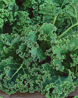 Curly Kale Seeds Brassica Oleracea Westlandse Herfst Late Annual Variety