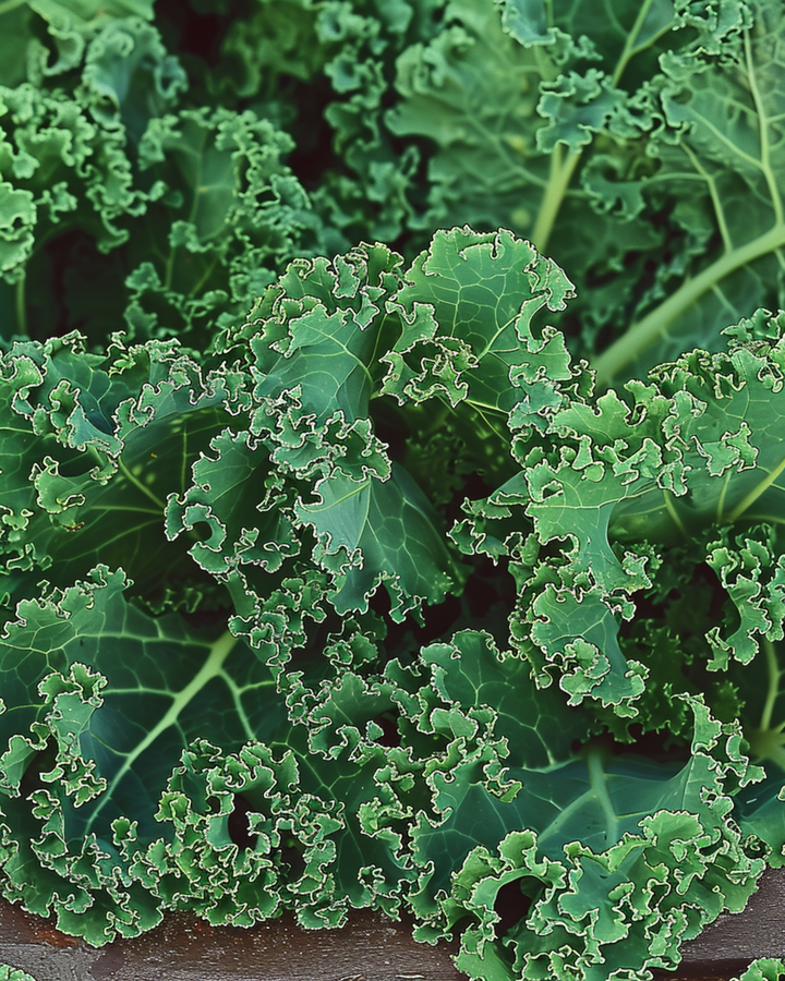 Grünkohl Westlandse Herfst Late Samen (Brassica oleracea) – einjähriges Gemüse