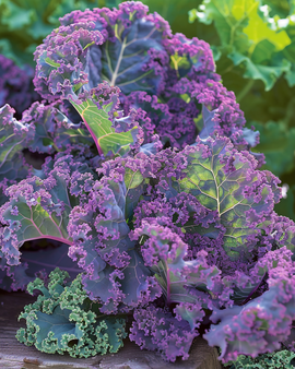 Grünkohlsamen Scarlet Brassica Oleracea einjährige violette Sorte