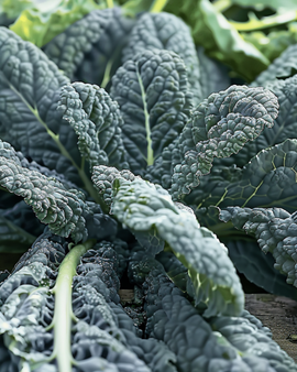 Schwarzkohl-Samen Nero Di Toscana Brassica Oleracea einjährig