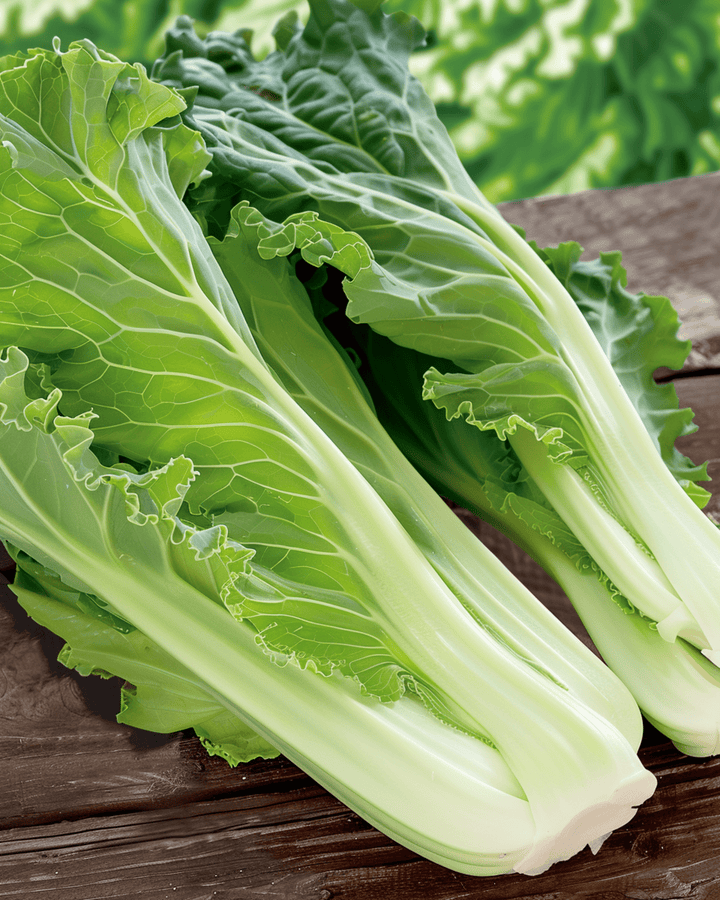Chinese Cabbage Granaat Michihili seeds (Brassica pekinensis) – annual vegetable