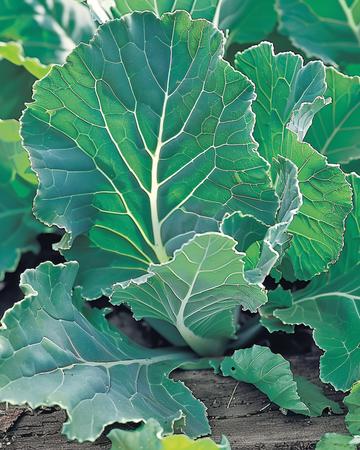Rübsen Blauwe Groninger Samen (Brassica napus) – einjähriges Gemüse