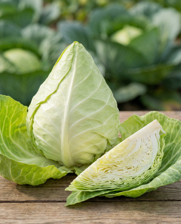 Spitzkohl Express (Brassica oleracea) – einjährige Gemüsesamen von SeedsChoice