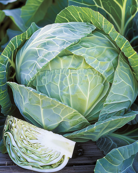 White Cabbage Seeds Langedijker Bewaar Brassica Oleracea Annual
