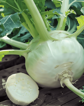 Kohlrabisamen Lanro Brassica Oleracea einjährige Sorte