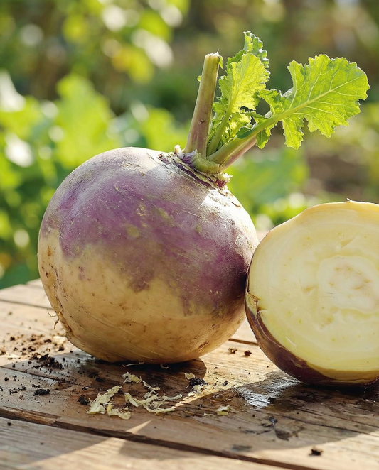Steckrübe Champion (Brassica napus) – einjährige Gemüsesamen von SeedsChoice