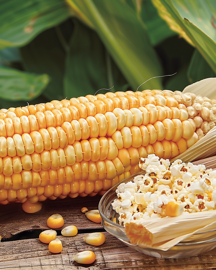 Popcorn Plomyk seeds (Zea mays) – annual