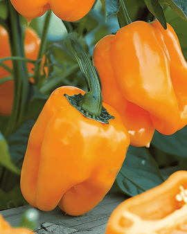 Sweet Pepper Orange Horizon Seeds Capsicum Annuum Annual