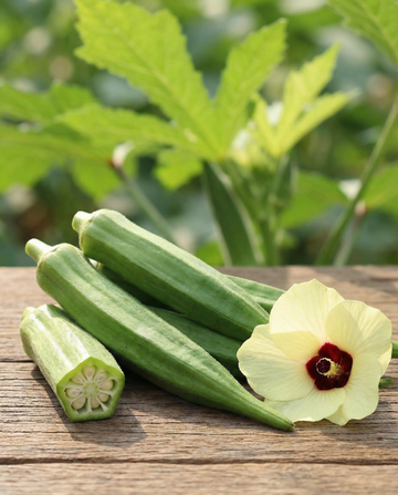Okra Clemson Spineless (Abelmoschus esculentus) – annual vegetable seeds from SeedsChoice
