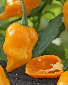 Pepper Habanero Orange Seeds Capsicum Chinense Annual
