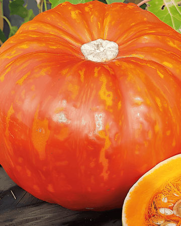 Pumpkin Rouge Vif D'etampes seeds (Cucurbita maxima) – annual vegetable