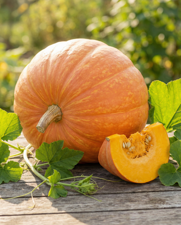 Kürbis Atlantic Giant (Cucurbita maxima) – einjähriges Gemüse Saatgut von SeedsChoice