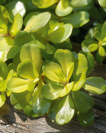 Purslane Yellow seeds (Portulaca oleracea) – annual vegetable