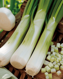 Leek Seeds Zwitserse Reuzen Allium Porrum Annual Variety
