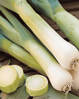 Leek Seeds Bluegreen Winter Hiverbleu Allium Porrum Annual