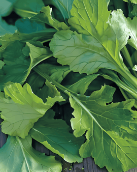 Namenia Greens Seeds Brassica Rapa Annual Vegetable Variety