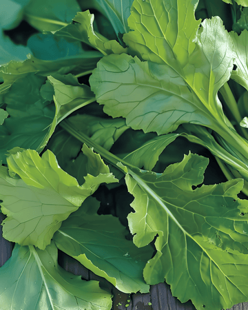 Namenia Greens Samen (Brassica rapa) – einjähriges Gemüse