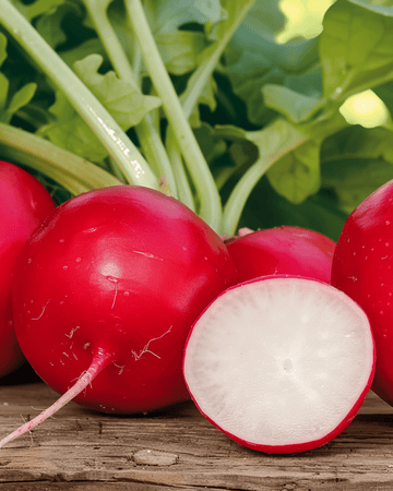 Radieschen Cherry Belle Samen (Raphanus sativus) – einjähriges Gemüse