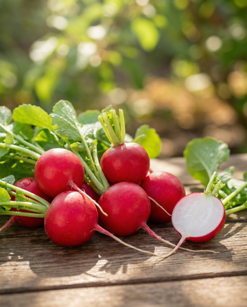 Radieschen Cherry Belle (Raphanus sativus) – einjährige Gemüsesamen von SeedsChoice