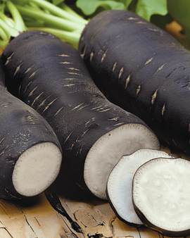Winter Radish Seeds Noir Long Poids Dhorloge Raphanus Sativus Annual