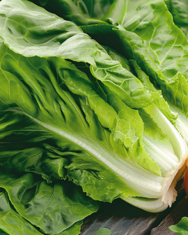 Römersalat-Samen Lactuca Sativa einjährig Blanke Zelfsluitende