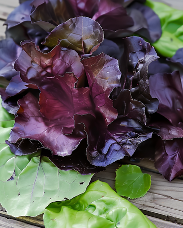 Cos-Salat Moonred Samen (Lactuca sativa) – einjähriges Gemüse