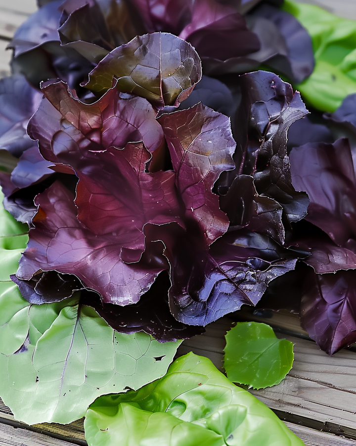 Cos Lettuce Moonred seeds (Lactuca sativa) – annual vegetable