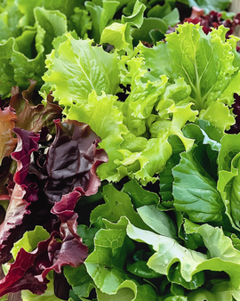 Salatmischungssamen Lactuca Sativa einjährig Mesclun-Salatmischung