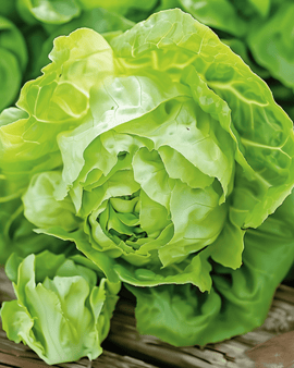 May Queen Salatsamen Lactuca Sativa einjährige Sorte