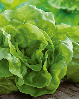 Lettuce Hilde Ii Seeds Lactuca Sativa Annual Variety