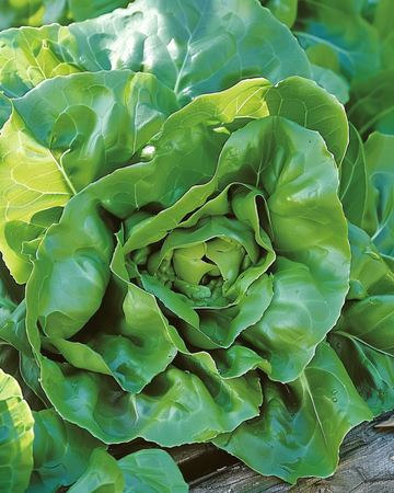 Lettuce Milan seeds (Lactuca sativa) – annual vegetable