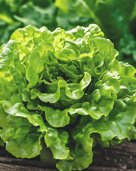 Lettuce Seeds Zwart Duits Lactuca Sativa Annual Butterhead