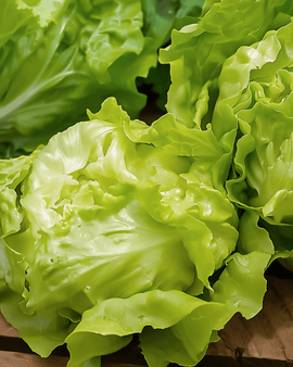 Butterhead Lettuce Seeds Lactuca Sativa Annual Grosse Blonde Paresseuse Heirloom