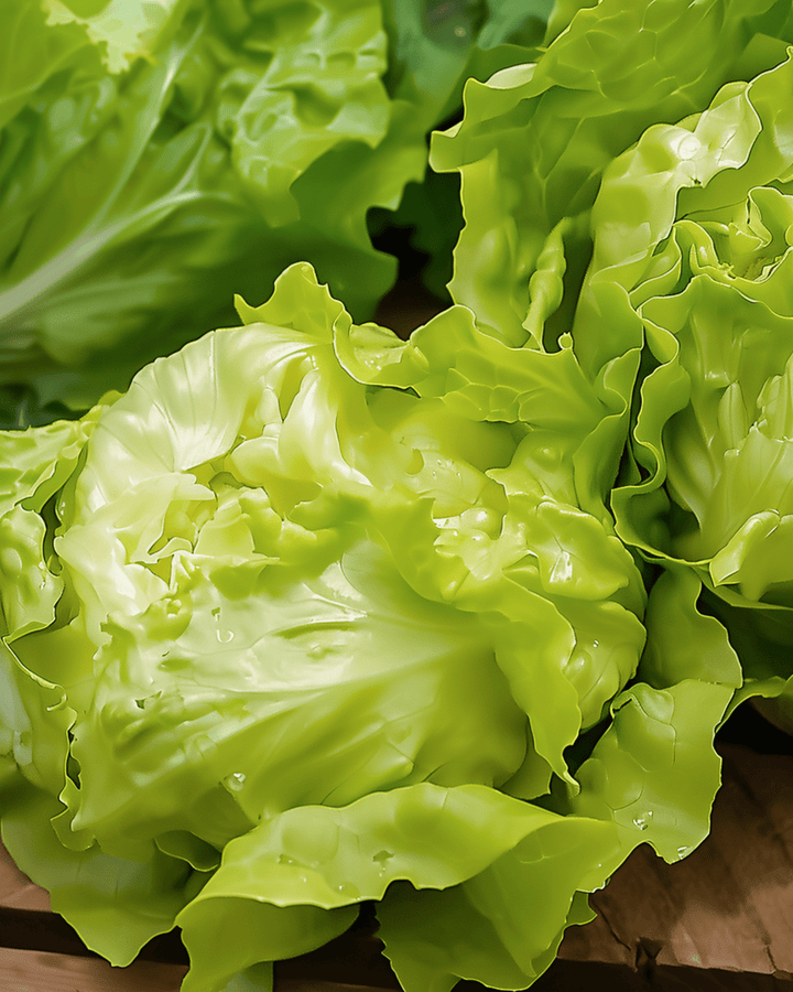 Butterhead Lettuce Grosse Blonde Paresseuse Heirloom seeds (Lactuca sativa) – annual vegetable