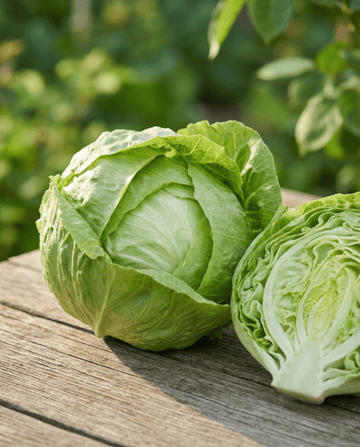 Salat Kagraner 2 (Lactuca sativa) – einjährige Gemüsesamen von SeedsChoice