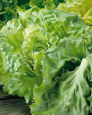 Salat Batavia Blonde De Paris Samen (Lactuca sativa) – einjähriges Gemüse