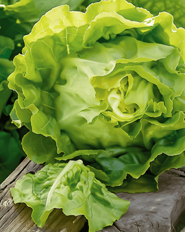 Lettuce Appia Seeds Lactuca Sativa Annual Butterhead Variety Spring Harvest