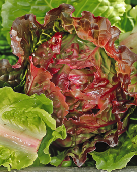 Rouge Grenobloise Lettuce Seeds Lactuca Sativa Annual