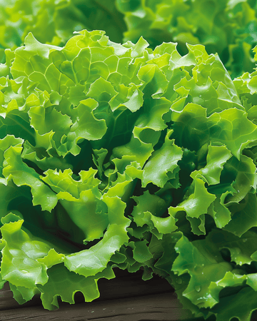 Salanova Salat Vicinity Samen (Lactuca sativa) – einjähriges Gemüse