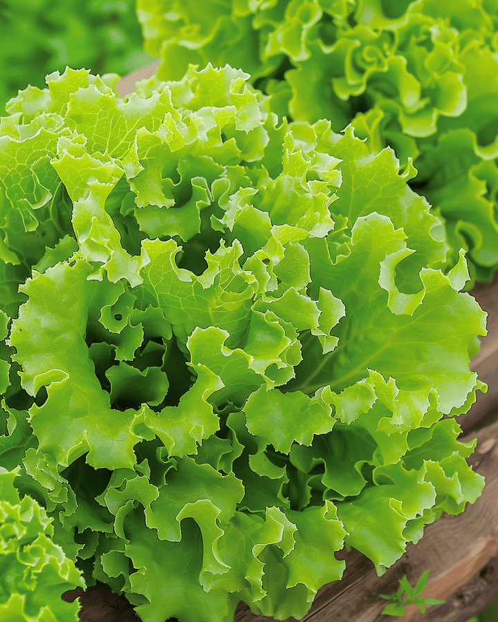 Lettuce Lollo Bionda seeds (Lactuca sativa) – annual vegetable