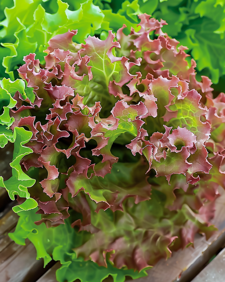 Lollo Rossa Lettuce Red Leaf seeds (Lactuca sativa) – annual vegetable