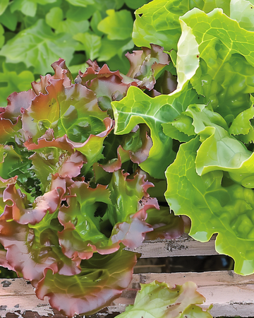 Leaf Lettuce Amerikaanse Roodrand seeds (Lactuca sativa) – annual vegetable