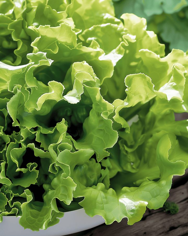 Schnittsalat Australian Yellow Samen (Lactuca sativa) – einjähriges Gemüse