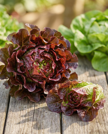 Red Salad Bowl Leaf Lettuce (Lactuca sativa) – annual vegetable seeds from SeedsChoice