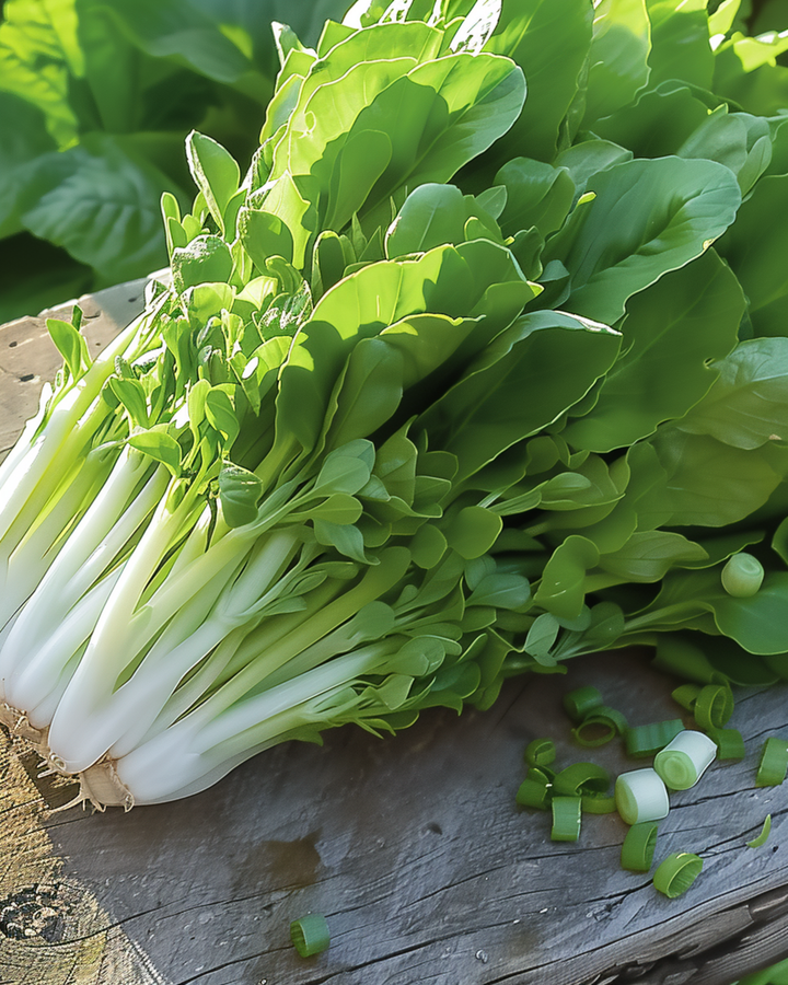 Schnittsalat Witte Dunsel Salad Greens Samen (Lactuca sativa) – einjähriges Gemüse
