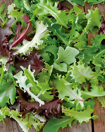 Mixed French Salad seeds (Lactuca sativa) – annual mix
