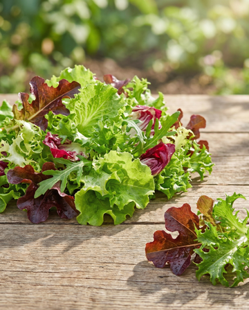 Mixed French Salad (Lactuca sativa) – annual mix seeds from SeedsChoice